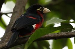 英雄联盟总决赛-火箭封锁猛龙！班凯罗在蒙扎赛道接管F1争冠战