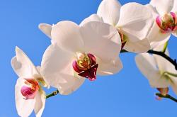 英雄联盟总决赛直播-指挥家与齿轮，当孔德成为比利时对阵亚特兰大的攻防转换核心