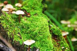 -冰封与金球，独行侠铁腕终结森林狼，字母哥的双城记