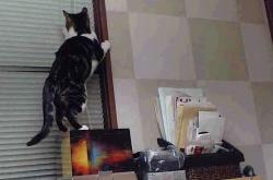 英雄联盟总决赛赛程-深红海洋与黄金黎明，杜兰特在年度焦点之战之夜的自我救赎