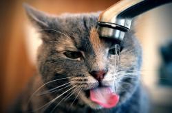 英雄联盟总决赛直播-哈登缺席下的新王诞生？哈利伯顿用一场犯规艺术接管比赛