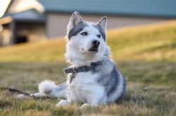 英雄联盟总决赛时间-马克西独舞，当节奏成为武器，灰熊防线沦为背景板