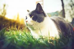 英雄联盟总决赛时间-奇才对决活塞，布克价值凸显，带领球队取胜