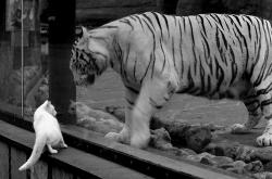 英雄联盟总决赛直播-血拼精神与存在感艺术，从深圳队的坚韧到贝恩的闪耀