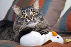 英雄联盟总决赛-跨界风暴，当诺坎普的星光洒进斯台普斯，伦纳德如何用国家德比级表现加冕为王