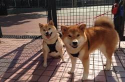 -绿茵无声处听惊雷，当佩德里在虚拟战场爆发，英格兰于现实绝境求生