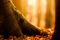 LOL决赛-平行世界的安菲尔德，当利物浦的红色淹没葡萄牙，卢卡库在2026年加冕