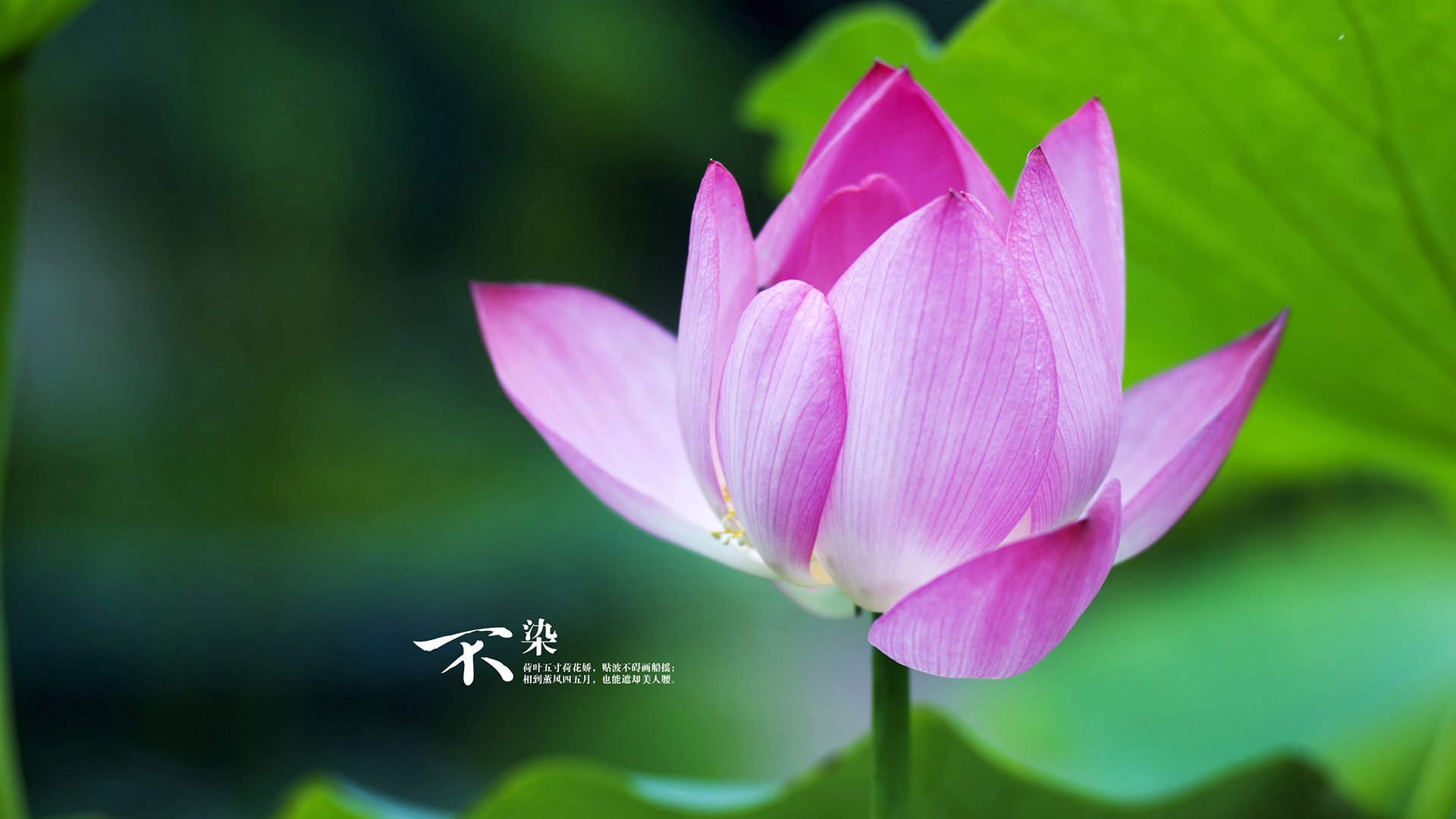 戈麦斯爆发独揽两元，马里客场稳稳拿下皇家社会