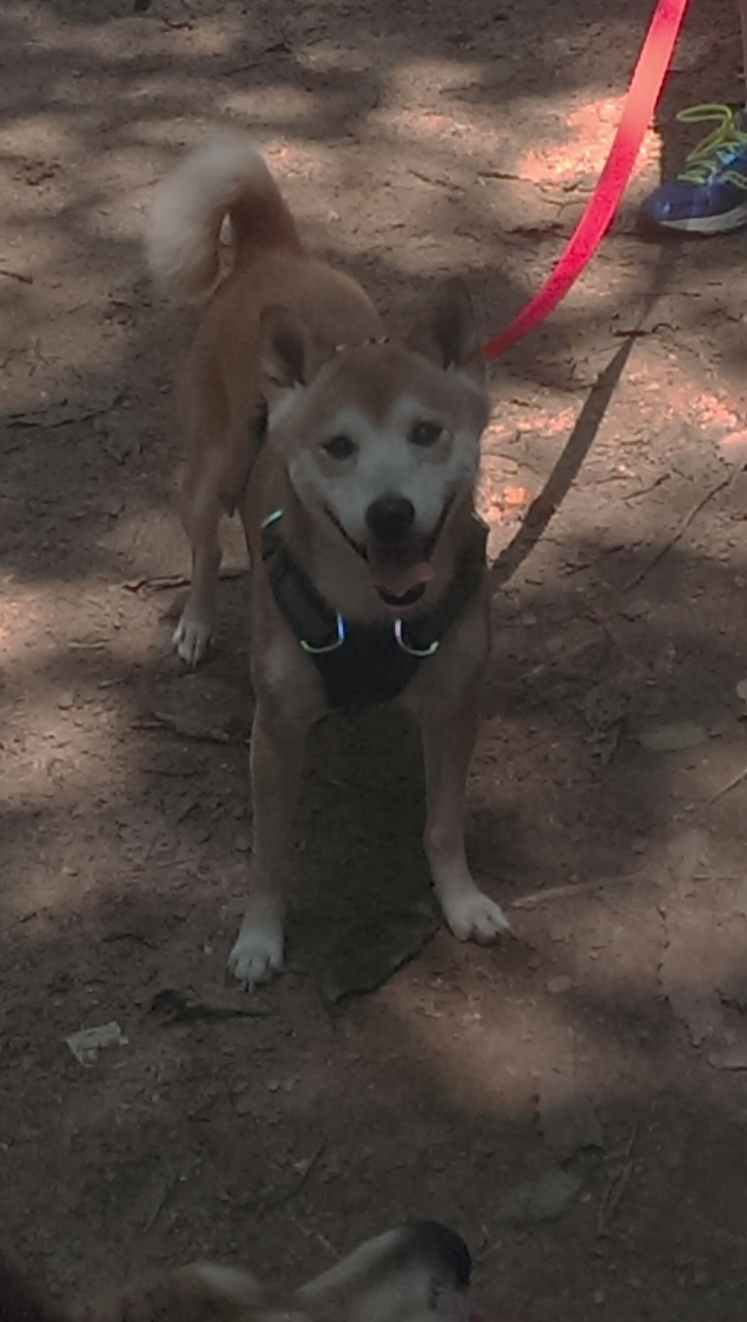 利剑与坚盾，状态火热的伊萨克能否刺穿哥斯达黎加的防线？