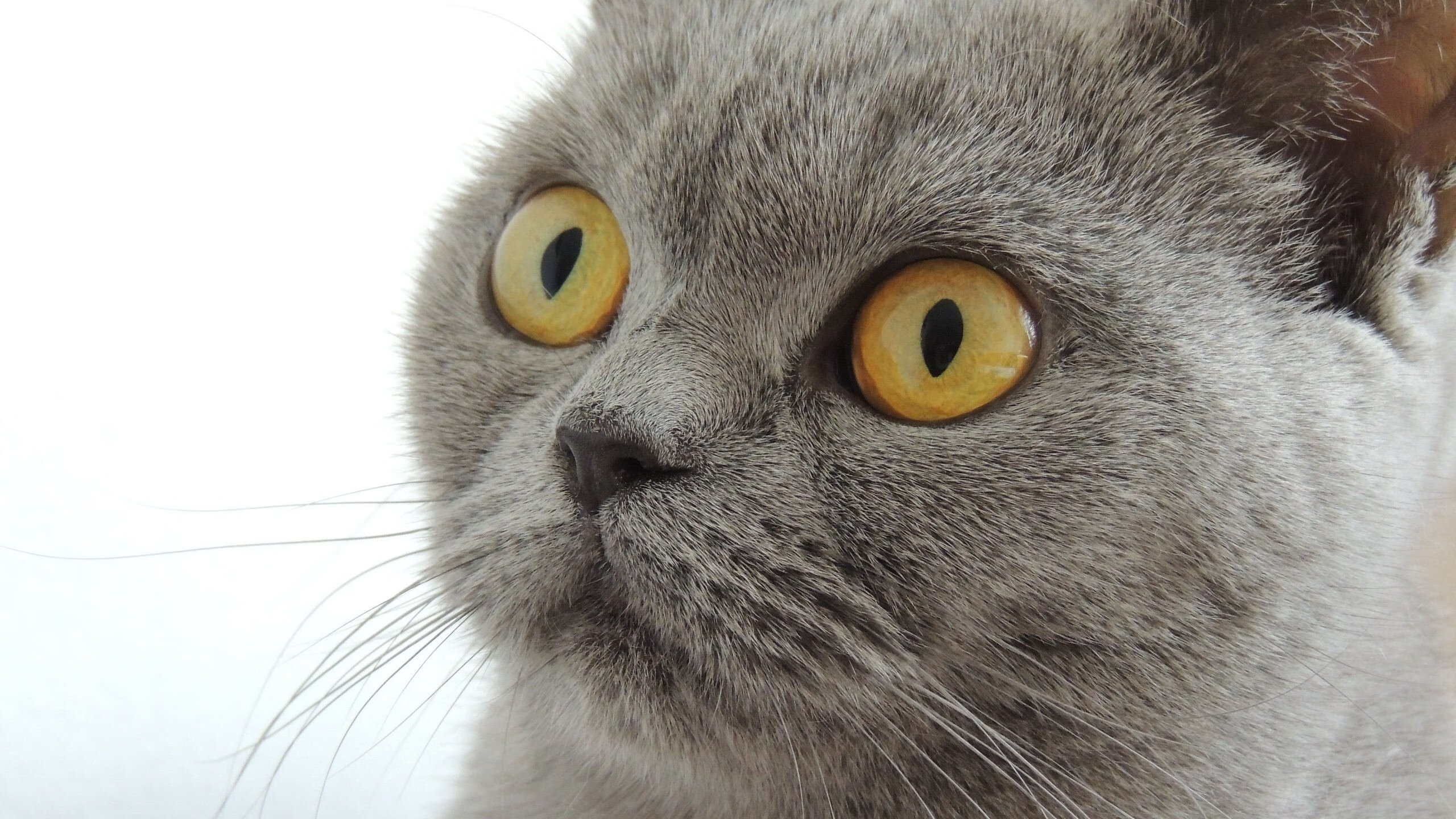 不可复制的48分钟，奥运周期关键战之夜，德罗赞战旧主点燃赛场