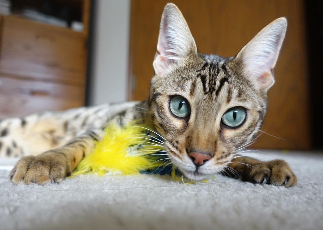 棋高一着，实至名归，保罗末节封神率掘金淘汰独行侠，当选全场最佳无争议