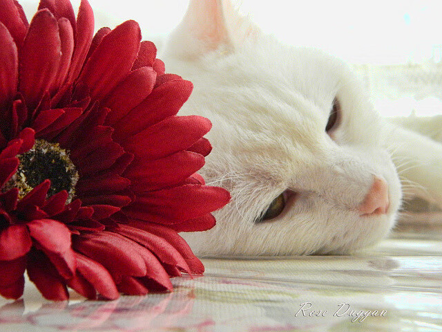 绿茵场与赛道上的统治力,巴西狂胜冰岛与斯通斯的F1争冠接管