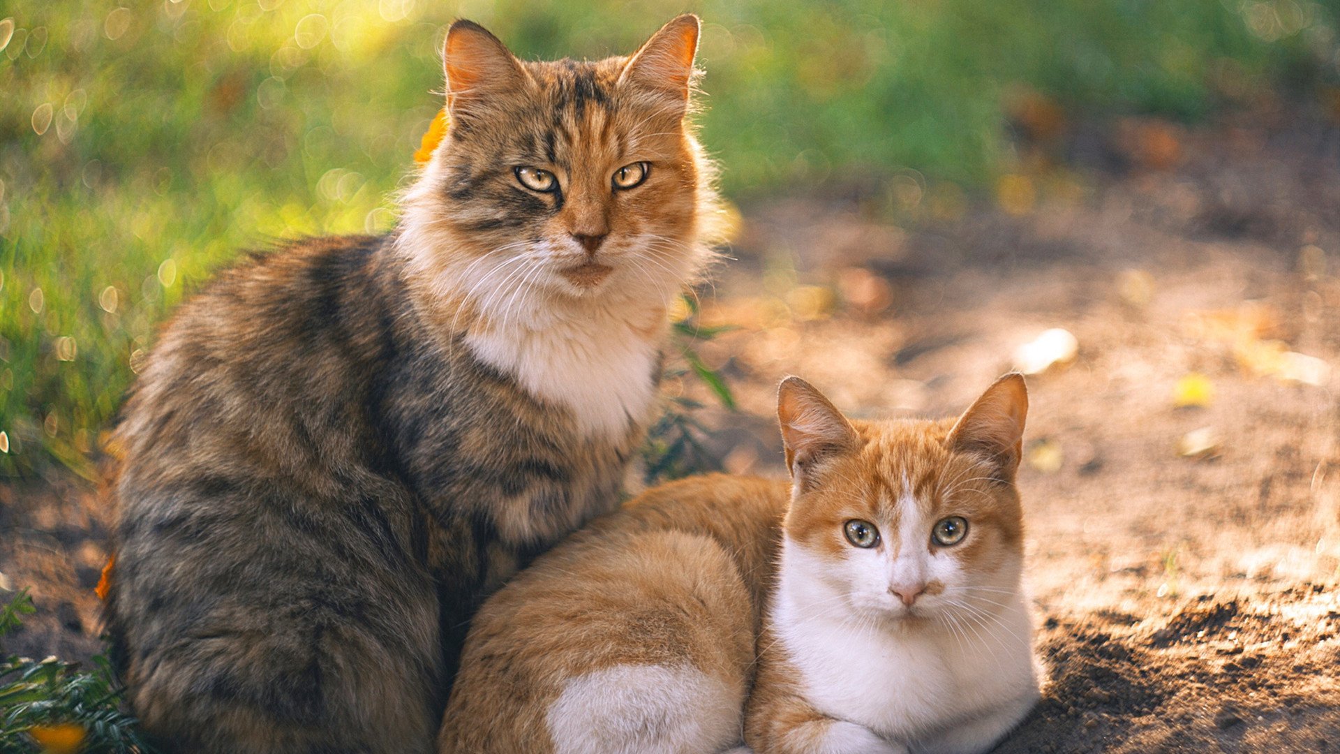 喀麦隆压哨击败加拿大，姆巴佩压力下完成爆发，足球世界里唯一的真相