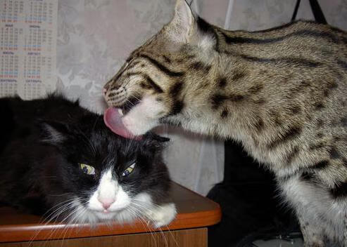 爆!戈贝尔禁区内核爆,太阳决胜局外线制导带走公牛