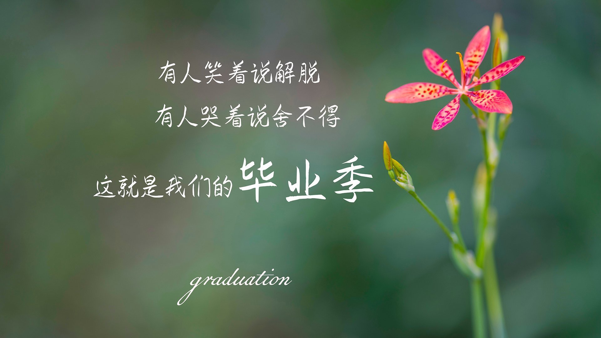 黄喜灿神兵天降！加拿大3-1压制爱尔兰，狼队锋霸上演冠军级个人秀