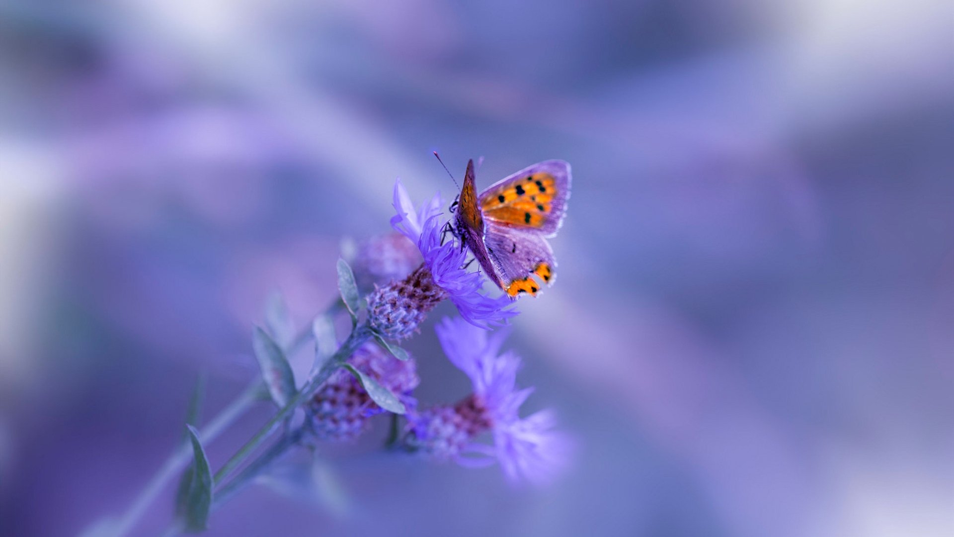 当马拉喀什的风吹过圣西罗，戈麦斯欧冠独舞，摩洛哥天才碾压红黑军团