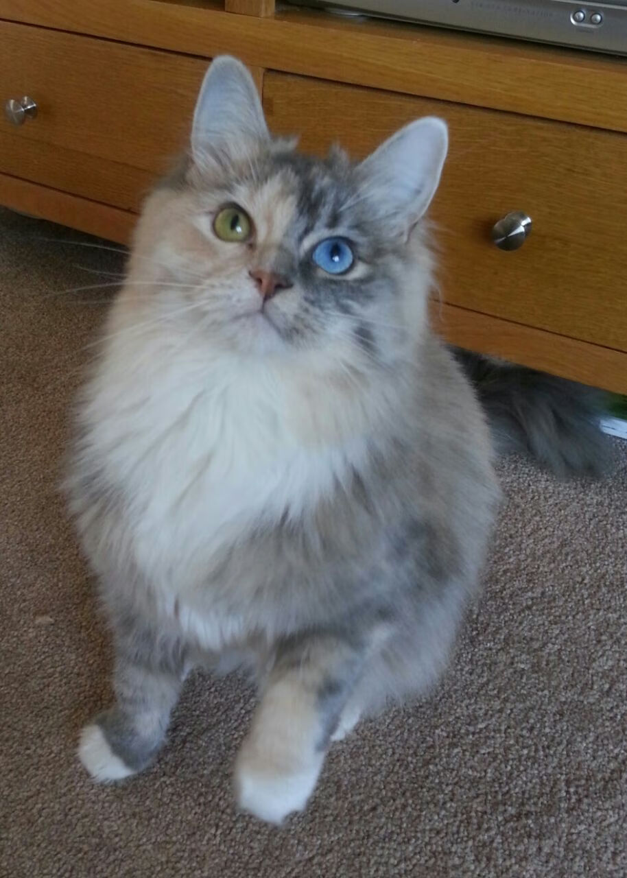 奥亚尔萨瓦尔,丹麦与摩洛哥对决的胜负手