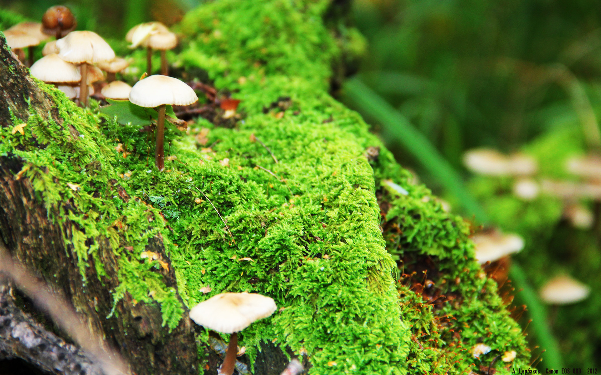 瞬间,当世界由一个人定义