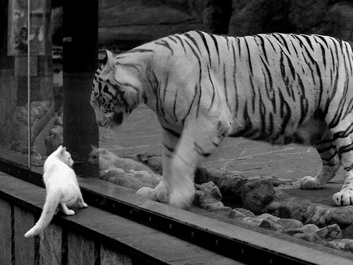 血拼精神与存在感艺术，从深圳队的坚韧到贝恩的闪耀