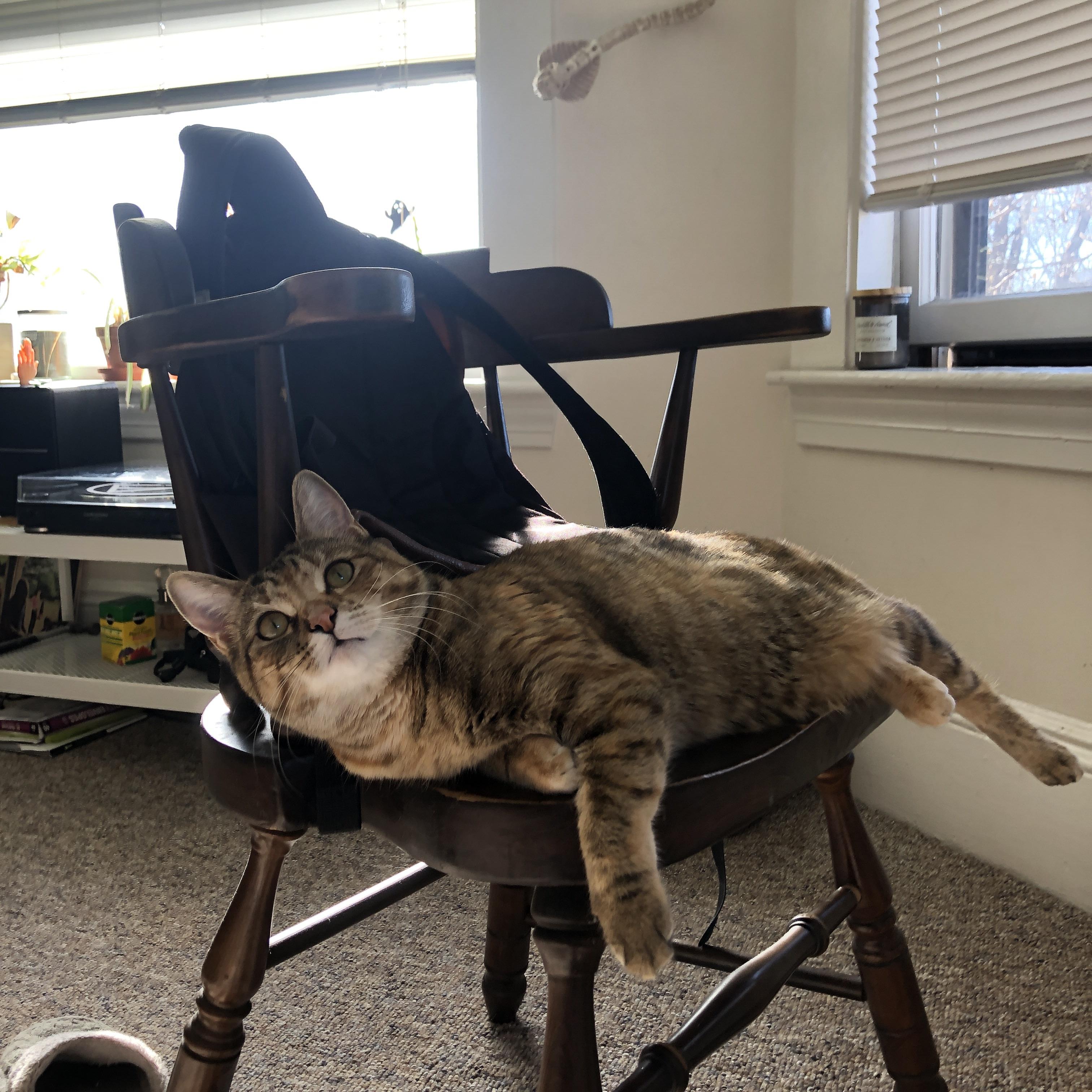 布伦森爆发难撼森林狼，明尼苏达冰原用整体冻结个人英雄主义