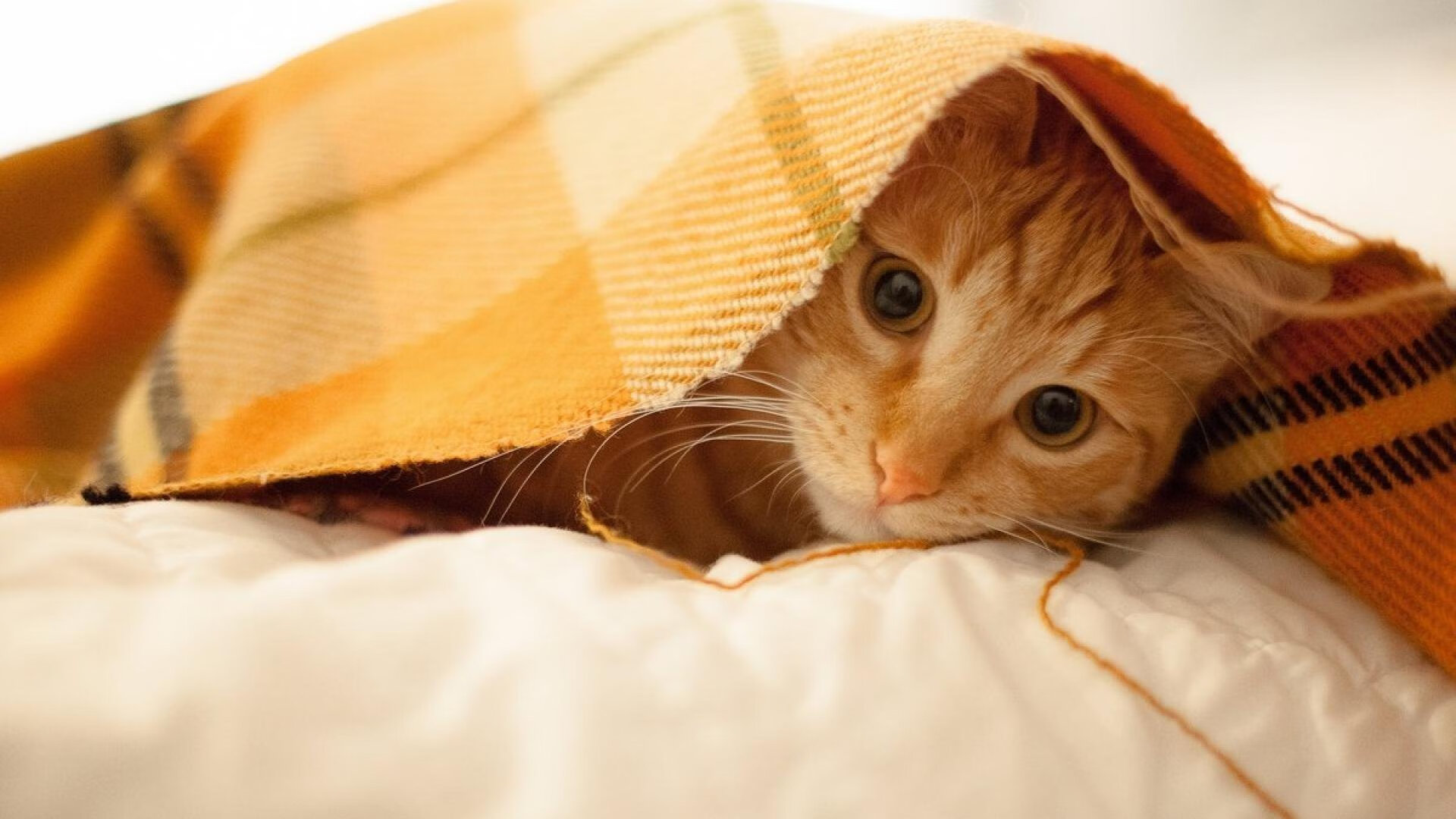 当芬兰遇上佛罗伦萨，巴斯托尼率队上演冰与火的胜利