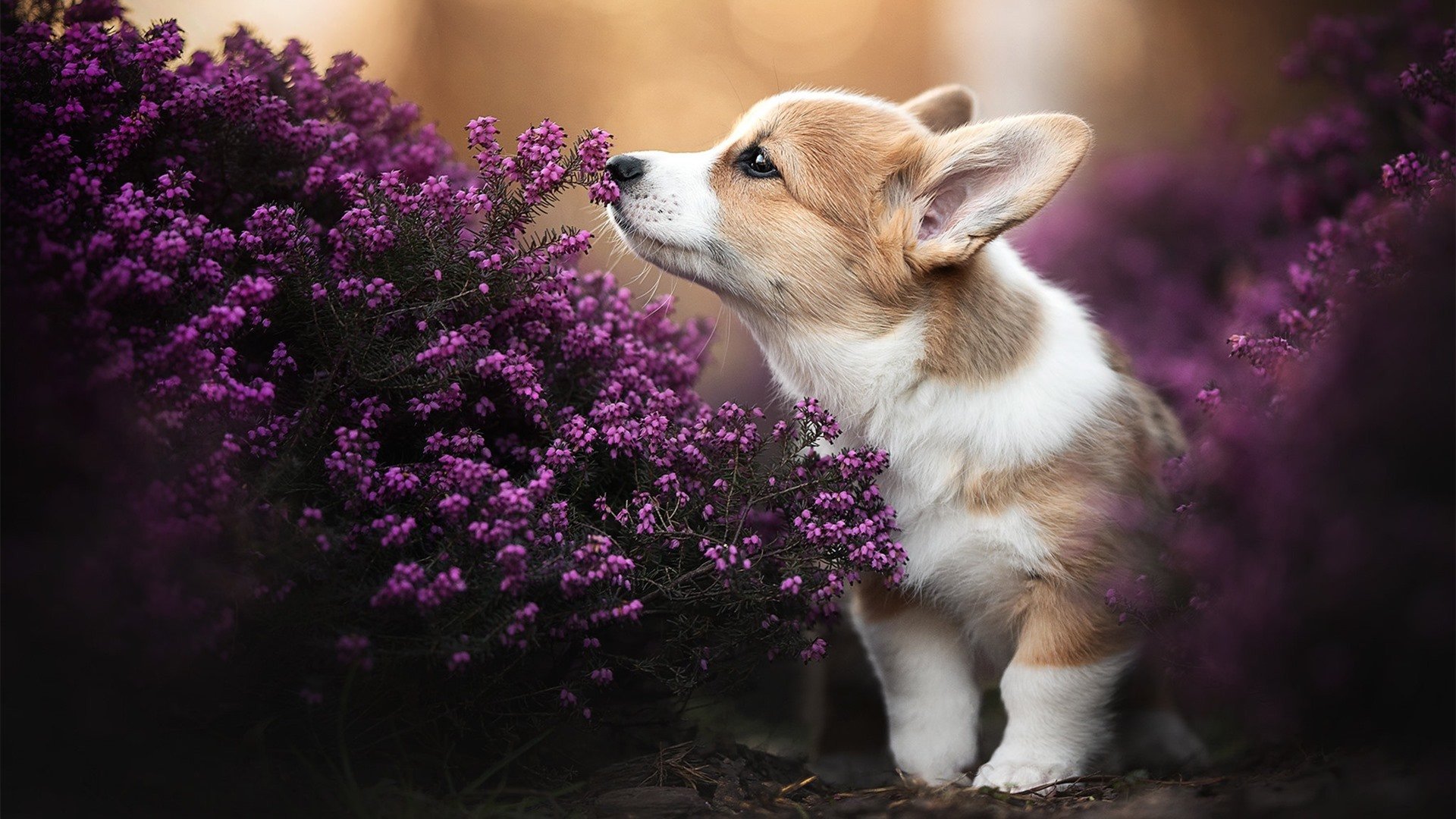 托尼冰火双响炮，雷恩死亡三连鞭！洪都拉斯在疾风骤雨中沉没