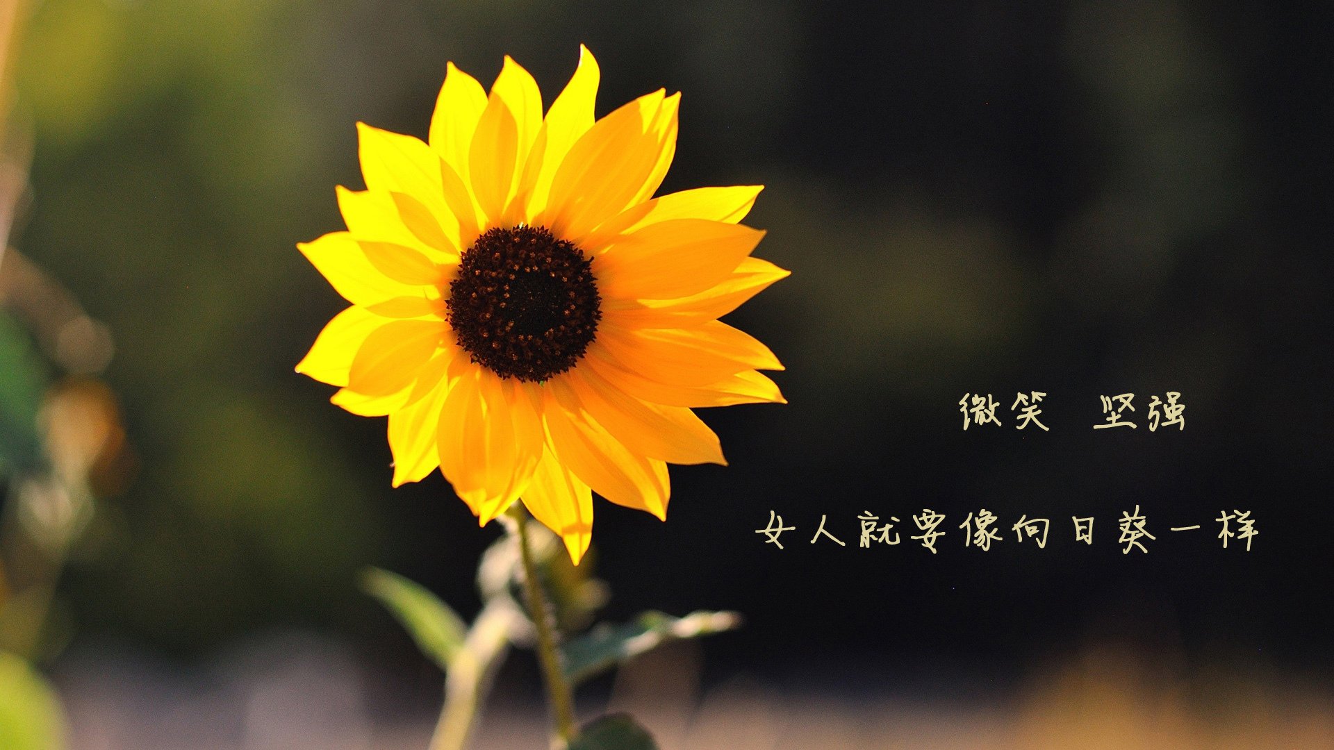 决胜时刻的异乡人,2026世界杯E组,福登如何以非典型英雄姿态撕裂阿根廷与瑞士的宿命对决